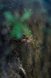 Arachnide;-Araignée;-Archipel-des-Comores;-Faune;-France;-Gros-plan;-Kaleidos;-Kaleidos-images;-La-parole-à-limage;-Laurent-Abad;-Mayotte;-Océan-Indien;-Stories-Pictures;-Toile-daraignée